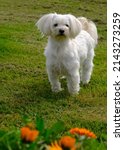 Small photo of Portrait of a splendid young Maltese breed dog so sweet and playful. His intelligence, his discreet presence make him an extraordinary little dog.