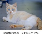 Small photo of Portrait of a splendid young ginger and white cat, mysterious and very soft. His intelligence, his discreet presence make him a charming and essential little companion.
