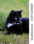 Small photo of Portrait of a beautiful and adorable black and white cat, very playful and very cool. He is also very intelligent and observant, and very discreet.