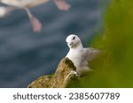 Small photo of A fulmar sitting on a nest in a high rock wall on one of the islands of Vestmannaeyja waiting for its mate to bring food