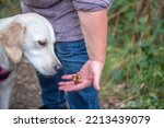 Young golden retriever dog smelling acorns in owners hand 
