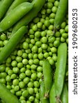 green pea background. pea pods... | Shutterstock . vector #1909680253