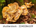 Beautiful Yellow Bracket Fungus ...
