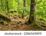 Small photo of Moss-covered rocks and huge old beech trees line the "Ith-Hils-Weg" hiking trail in a springtime forest on the Ith ridge, Weserbergland, Germany