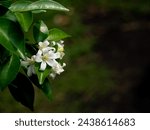 Small photo of The Fresh Bouquet of Orange Jessamine Flowers Blooming in The Garden