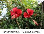 Hibiscus rosa sinensis  known...