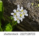 Small photo of Arabidopsis arenosa sand rock-cress flowers growing on glacier forelands of Rabots glacier in Tarfala valley in alpine part of Sweden