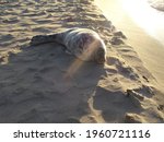 Beautiful Cute Sea Lion Seal....