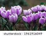 Purple crocus flowers in spring....