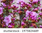 Pink rhododendron flowers in...