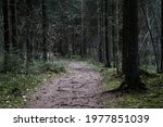 path through the forest trees, nature green wood 