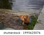 Dog on the lake. golden...