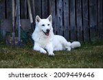 white haski dog sits and looks around. High quality photo