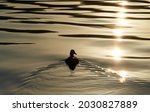 The Silhouette Of Duck In A...