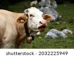 Close up of a brown and white cow on a green alpine meadow. High quality photo