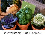 Healthy vegetarian ingredients for cooking. Various clean vegetables, herbs in pots. Products from the market without plastic. Basilic and cabbage. High quality photo