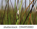 Painted Reed Frog In The...