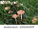 Small photo of Mushrooms Marasmius oreades (Fairy ring) in the meadow, close-up