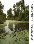 Small photo of Swamp, Marsh, Wetland, Bog Habitat - Carolinian Forest -Point Pelee National Park