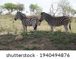 Zebras Look For Shade Under...