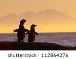 African Penguin Pair At Sunset...