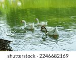 White Duck Swimming On A Pond...