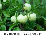 Macro photo of tomato bushes with green fruits. Unripe tomatoes on branches, grown on a farm