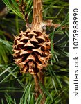 Small photo of Pitch Pine, female cone (Pinus rigida), NJ