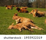 Herd Of Cows And Calves Lying...