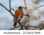 A beautiful American Robin perches in a tree in a front range Colorado woodland singing its early spring song.