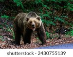 An angry brown bear in the...