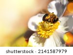 A Beautiful Bumblebee With...