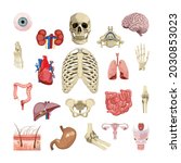 human organs isolated on white... | Shutterstock .eps vector #2030853023
