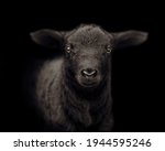 Small photo of The look of the black sheep