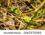 Green Lizard In Cover With The...