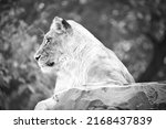 Lioness In White With Lying On...