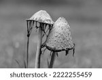 Small photo of a group of old crested inkling taken in black and white, in a meadow decaying. The mushroom is moldy and decaying. Nature photo from a meadow