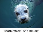 A Harbour Seal Looking Straight ...
