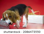 Close Up Of A Beagle Puppy On A ...