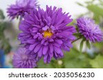 Small photo of Callistephus (China aster or Annual aster) flower from the family Asteraceae. Beautiful cultivated worldwide as an ornamental plant in gardens.