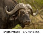 African Cape Buffalo  Syncerus...