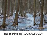 Huge Trees Sunk In A Frozen...