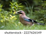 Small photo of Eurasian jay with oak acorn, Garrulus glandarius, very nice big bird, colorful feathers, looking for oak acorns and nuts. Brown bird with blue feathers on the wing