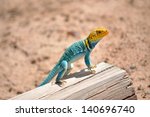 Eastern Collared Lizard Perched ...