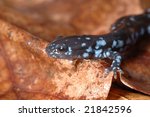 Blue Spotted Salamander ...