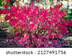 Autumn Coloured Leaves and Bright Rose Pink Fruit on a Deciduous Spindle Tree Euonymus europaeus 'Red Cascade' 