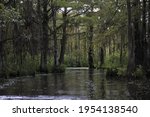Dark Swamp Wetlands With Grey...