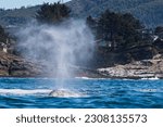 Gray Whale Spouting in the Sunlight off the Oregon Coast