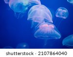Closeup Of Sea Moon Jellyfish...