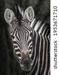 Chapman's Zebra  Equus Quagga...